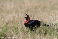 grand calao terrestre / ground hornbill