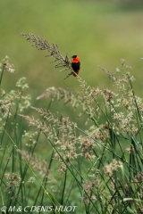 Orange Bishop