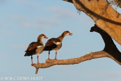 ouette d'Egypte / egyptian goose