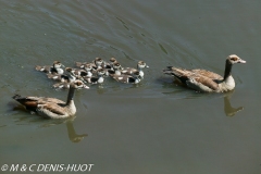 ouette d'Egypte / egyptian goose