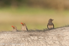 pique-boeuf / oxpecker