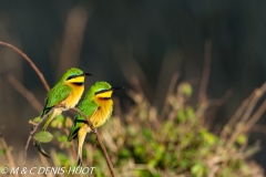 guêpier nain / little bee-eater