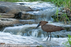 ombrette / hammerkop