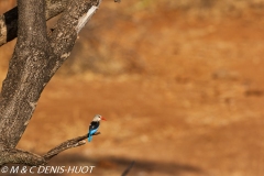 martin-chasseur / kingfisher