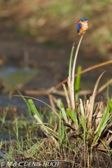 martin-pêcheur / kingfisher