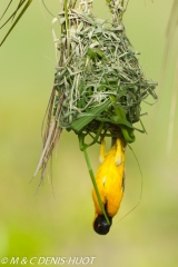 tisserin gendarme / village weaver