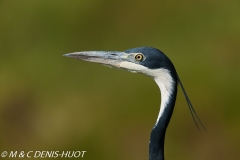 héron à tête noire / black-headed Heron