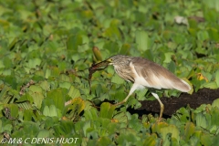 héron crabier / rufous-bellied heron