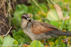 coucal à sourcils blancs / white-browed coucal