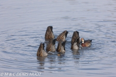 dendrocygne veuf / white-face whisling  duck