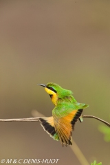 guêpier nain / little bee-eater