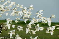 héron garde-beouf / cattle egret