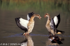 ouette d'Egypte / egyptian goose