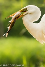 grande aigrette / great egret