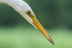 grande aigrette / great egret