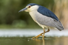 héron bihoreau / black-crowned night-heron