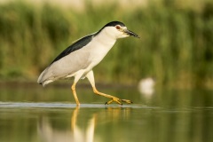 héron bihoreau / black-crowned night-heron