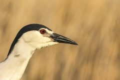 héron bihoreau / black-crowned night-heron