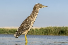 héron bihoreau / black-crowned night-heron