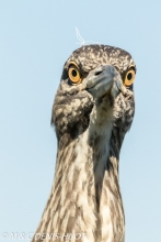 héron bihoreau / black-crowned night-heron