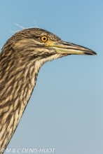 héron bihoreau / black-crowned night-heron