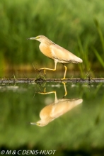 héron crabier / squacco heron