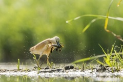 héron crabier / squacco heron