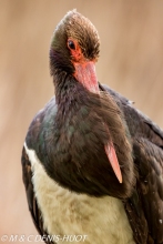 cigogne noire / black stork