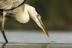 héron cendré / grey heron