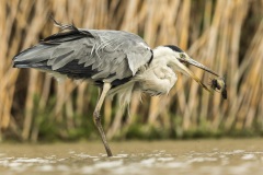 héron cendré / grey heron