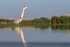 héron cendré / grey heron