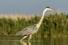 héron cendré / grey heron