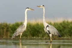 héron cendré / grey heron