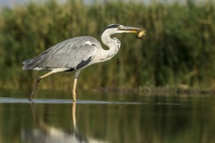 héron cendré / grey heron