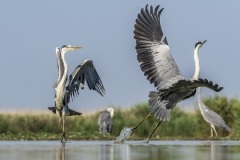 héron cendré / grey heron