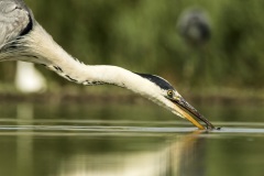 héron cendré / grey heron