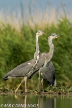 héron cendré / grey heron