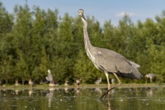 héron cendré / grey heron