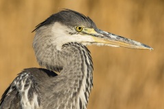 héron cendré / grey heron