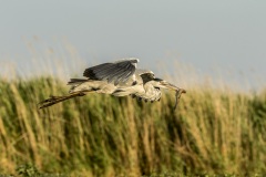 héron cendré / grey heron