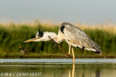 héron cendré / grey heron