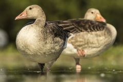 oie cendrée / greylag goose