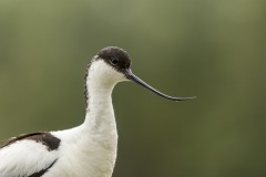 avocette / pied avocet