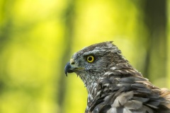 autour des palombes / goshawk