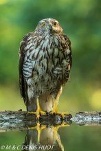 autour des palombes / goshawk