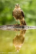 épervier d'Europe / eurasian sparrowhawk