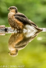 épervier d'Europe / eurasian sparrowhawk
