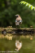 geai des chênes / eurasian jay