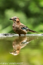 geai des chênes / eurasian jay