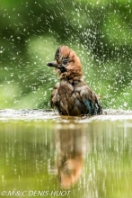 geai des chênes / eurasian jay